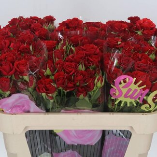 Freshy Trosroos “Mirabel” | Kleur: Rood | Lengte ± 70 centimeter | Per 10 verse bloemen