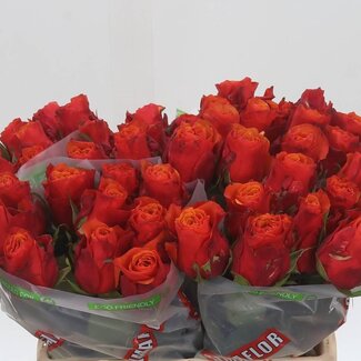 Freshy Grootbloemige Roos “Espana” | Kleur: Geel Rood | Lengte ± 40 centimeter | Herkomst Ecuador | Per 20 verse bloemen