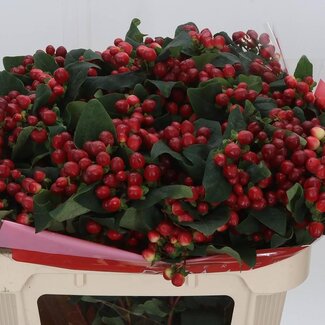 Freshy Hypericum True Romance Vertakt