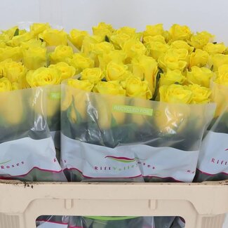 Freshy Großblütige Rose “Goldfinch” | Farbe: Gelb | Länge ± 70 centimeter | Pro 10 frische Blumen