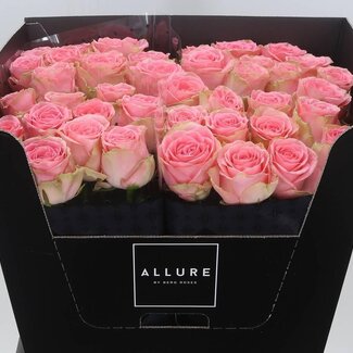 Freshy Grootbloemige Roos “Sophia Loren Allure” | Kleur: Roze | Lengte ± 70 centimeter | Per 10 verse bloemen