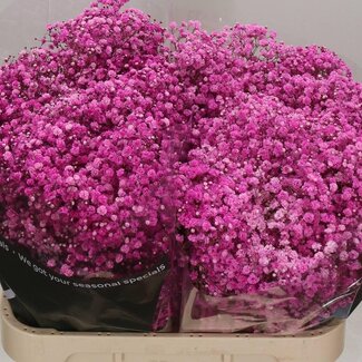 Freshy Gypsophila Gipskruid | Kleur: Kleurbehandeld Hot Pink | Lengte ± 80 centimeter | Per 25 stelen verse bloemen