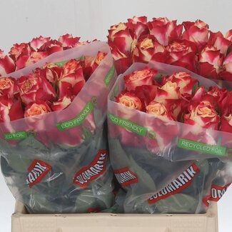 Freshy Grootbloemige Roos “Chapeau” | Kleur: Roze | Lengte ± 40 centimeter | Per 20 verse bloemen