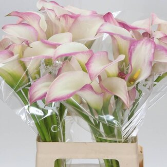 Freshy Zantedeschia Calla “Mario” | Kleur: Roze | Lengte ± 65 centimeter | Per 10 verse bloemen