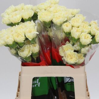 Freshy Korte Anjer “Cream Polimia” | Kleur: Wit | Lengte ± 55 centimeter | Per 20 verse bloemen