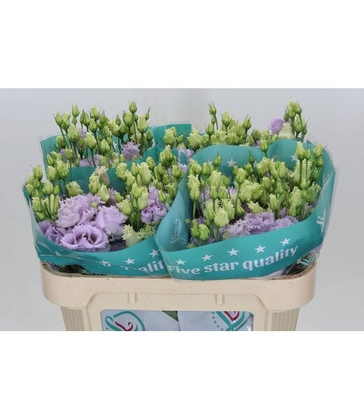 Freshy Eustoma Lisianthus Gevuld “Alissa Lavender” | Kleur: Paars | Lengte ± 72 centimeter | Per 10 stelen verse bloemen
