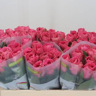 Freshy Grootbloemige Roos “Watergame” | Kleur: Roze | Lengte ± 50 centimeter | Per 20 verse bloemen