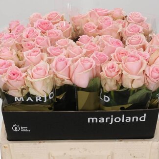 Freshy Grootbloemige Roos “Sweet Dolomiti” | Kleur: Roze | Lengte ± 55 centimeter | Per 20 verse bloemen