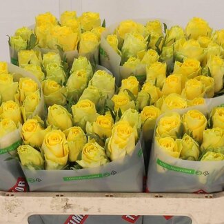 Freshy Large-flowered Rose "Good Times" | Colour: Yellow | Length ± 70 centimeter | Per 10 fresh flowers