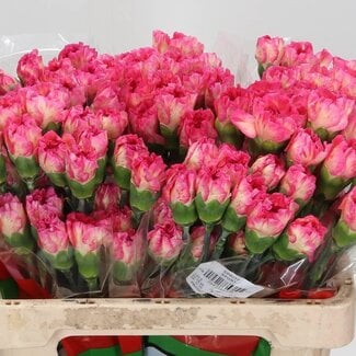 Freshy Korte Anjer “Spritz Sport” | Kleur: Geel Roze | Lengte ± 55 centimeter | Per 20 verse bloemen