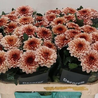 Freshy Deco Chrysanthemum Chrysant “Pip Salmon” | Kleur: Oranje | Lengte ± 70 centimeter | Per 10 verse bloemen