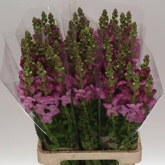 Freshy Antirrhinum Poto. Lavender 70cm