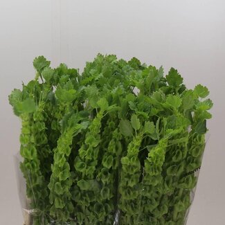 Freshy Moluccella Gladiole aus Irland | Farbe: Grün | Länge ± 90 centimeter | Pro 10 Stielen frische Blumen