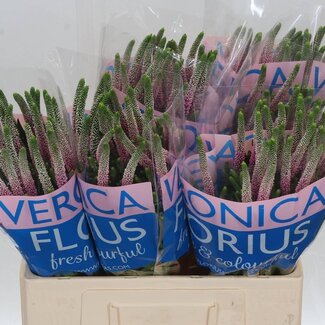 Freshy Veronica Ereprijs “Clea Roswhita” | Kleur: Roze | Lengte ± 60 centimeter | Per 25 stelen verse bloemen
