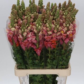 Freshy Antirrhinum Poto. Orange Dark 70cm