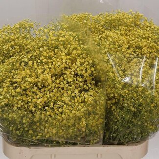 Freshy Gypsophila Gipskruid “Million” | Kleur: Kleurbehandeld Geel | Per 25 stelen verse bloemen