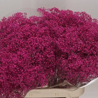 Freshy Gypsophila Gipskruid “Million” | Kleur: Kleurbehandeld Kerskleurig | Per 25 stelen verse bloemen