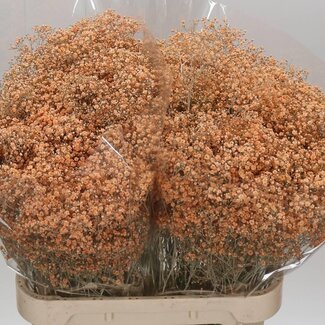 Freshy Gypsophila Schleierkraut “Million” | Farbe: Farbbehandelt Lachs | Pro 25 Stielen frische Blumen