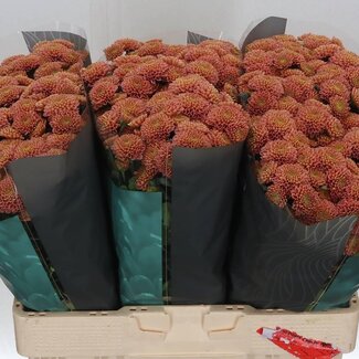 Freshy Chrysant santini Ellison Salmon