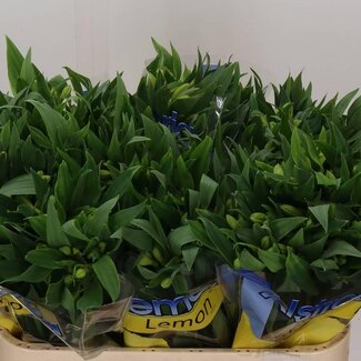Freshy Alstroemeria Incalelie “Lemon” | Kleur: Geel | Lengte ± 72 centimeter | Per 20 stelen verse bloemen