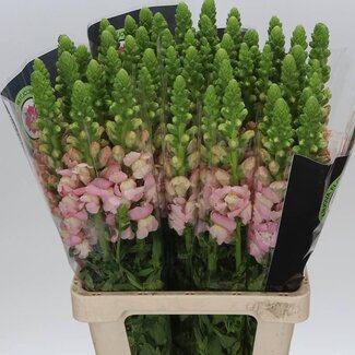 Freshy Antirrhinum Poto. Early Pink 70cm