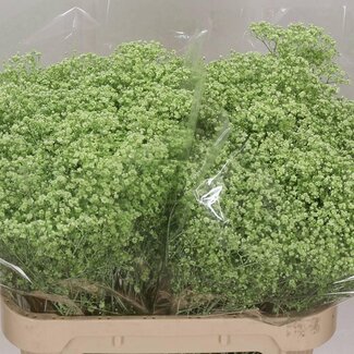 Freshy Gyps Kleurbehandeld Million Mint