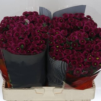 Freshy Chrysanthemum Chrysant Santini XL “Purpetta” | Kleur: Paars | Lengte ± 55 centimeter | Per 25 stelen verse bloemen