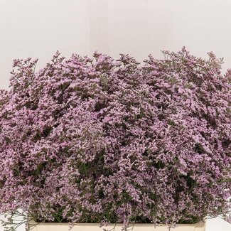 Freshy Limonium Saf Oshi Pink