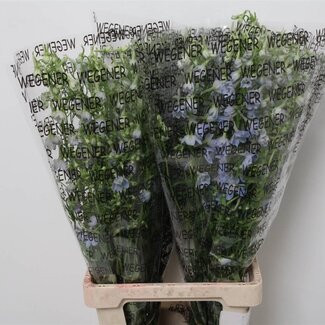 Freshy Delphinium Ridderspoor “Ballkleid” | Kleur: Blauw | Lengte ± 80 centimeter | Per 10 stelen verse bloemen