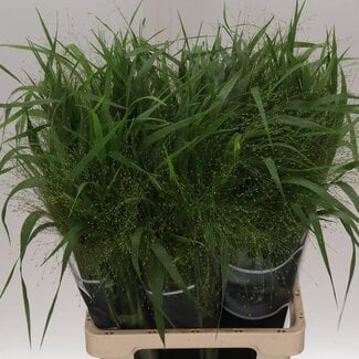 Freshy Panicum Vingergras “Fountain” | Kleur: Groen | Lengte ± 70 centimeter | Per 50 takken