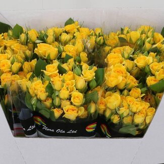 Freshy Trosroos “Geel Babe” | Kleur: Geel | Lengte ± 60 centimeter | Per 10 verse bloemen