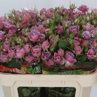 Freshy Trosroos “Purple Sky” | Kleur: Paars | Lengte ± 70 centimeter | Per 10 verse bloemen