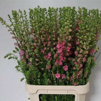 Freshy Consolida R Q Rose