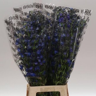 Freshy Delphinium Ridderspoor “Donna” | Kleur: Blauw | Lengte ± 80 centimeter | Per 10 stelen verse bloemen
