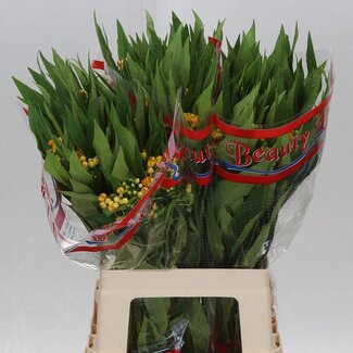 Freshy Asclepias Curassavica “Silky Gold” | Kleur: Geel | Lengte ± 60 centimeter | Per 25 stelen verse bloemen