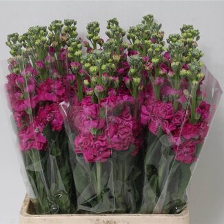 Freshy Violier Matthiola Incana “Iron Cerise” | Kleur: Gemengde Kleuren | Lengte ± 65 centimeter | Per 10 stelen verse bloemen