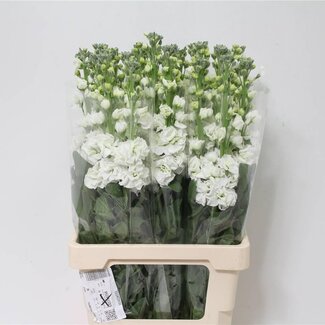 Freshy Violier Matthiola Incana “Iron White” | Kleur: Gemengde Kleuren | Lengte ± 65 centimeter | Per 10 stelen verse bloemen