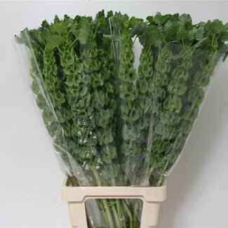 Freshy Moluccella Gladiool van Ierland | Kleur: Groen | Lengte ± 90 centimeter | Per 10 stelen verse bloemen