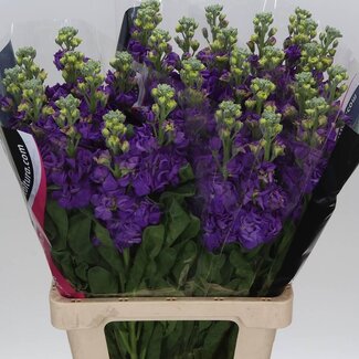 Freshy Violier Matthiola Incana “Iron Blue” | Kleur: Gemengde Kleuren | Lengte ± 65 centimeter | Per 10 stelen verse bloemen