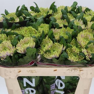 Freshy Deco Chrysanthemum Chrysant “Ross Charlotte” | Kleur: Roze | Lengte ± 70 centimeter | Per 10 verse bloemen