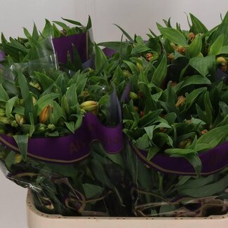 Freshy Alstroemeria Incalelie “Aurora” | Kleur: Oranje | Lengte ± 75 centimeter | Per 10 stelen verse bloemen