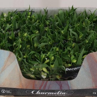 Freshy Alstroemeria Fl “Charme Blanca” | Kleur: Wit | Lengte ± 75 centimeter | Per 10 stelen verse bloemen