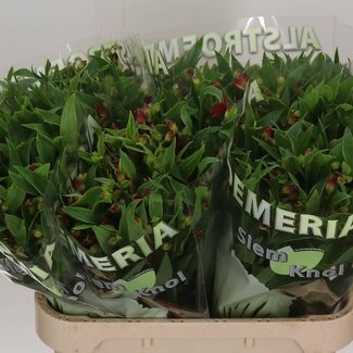 Freshy Alstroemeria Fl “Sangria” | Kleur: Rood | Lengte ± 75 centimeter | Per 10 stelen verse bloemen
