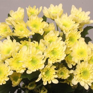 Freshy Troschrysant Chrysanthemum “Radost Cream” | Kleur: Geel | Lengte ± 70 centimeter | Per 10 stelen verse bloemen