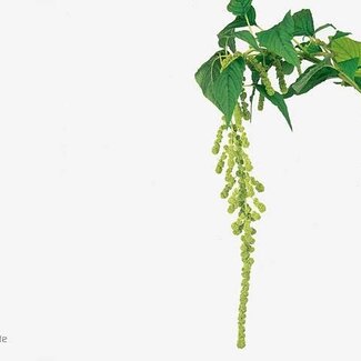 Freshy Amaranthus Ca Kattenstaart “Cycloop” | Kleur: Groen | Lengte ± 80 centimeter | Per 10 stelen verse bloemen