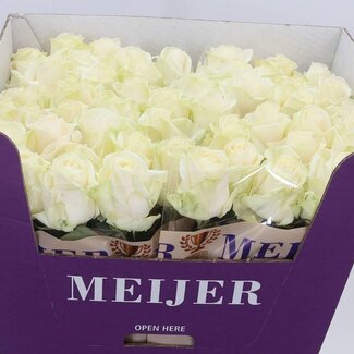 Freshy Grootbloemige Roos “Four Seasons” | Kleur: Wit | Lengte ± 70 centimeter | Per 20 verse bloemen