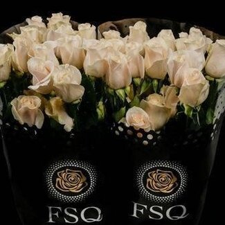 Freshy Grootbloemige Roos “Vendela” | Kleur: Wit | Lengte ± 50 centimeter | Herkomst Ecuador | Per 20 verse bloemen