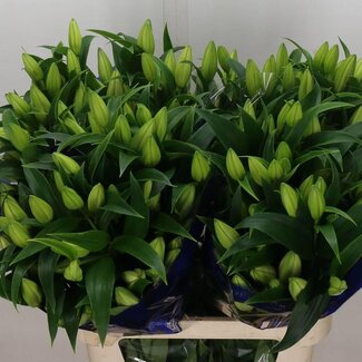 Freshy Lelie Oriental Aqua “Zambesi” | Kleur: Wit | Lengte ± 90 centimeter | Per 10 stelen verse bloemen