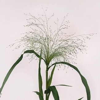 Freshy Panicum Virgatum Vingergras “Fontaine” | Kleur: Groen | Lengte ± 80 centimeter | Per 50 takken