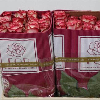 Freshy Rose à grandes fleurs “Orange Crush” | Couleur: orange | Longueur ± 50 centimètre | Origine Équateur | Par 25 fleurs fraîches